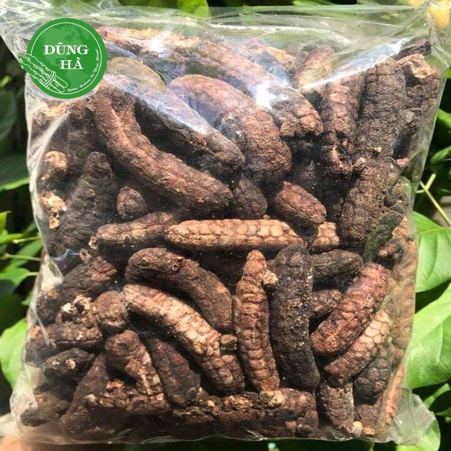 Chuột hột rừng