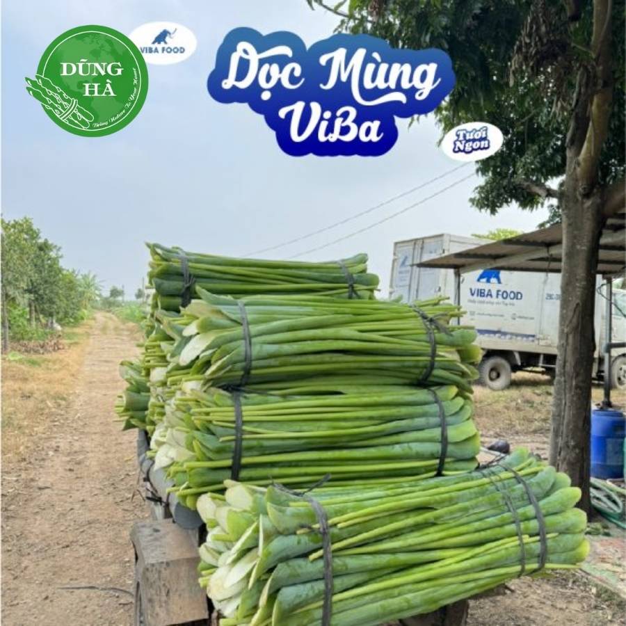 Dọc mùng viba