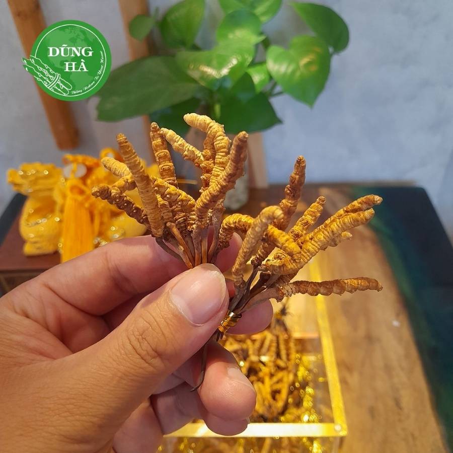 Đông trùng hạ thảo