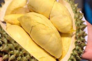 Sầu Riêng Cơm Vàng Hạt Lép – Thơm Ngọt Tan Chảy, Ăn Một Miếng Là Ghiền!