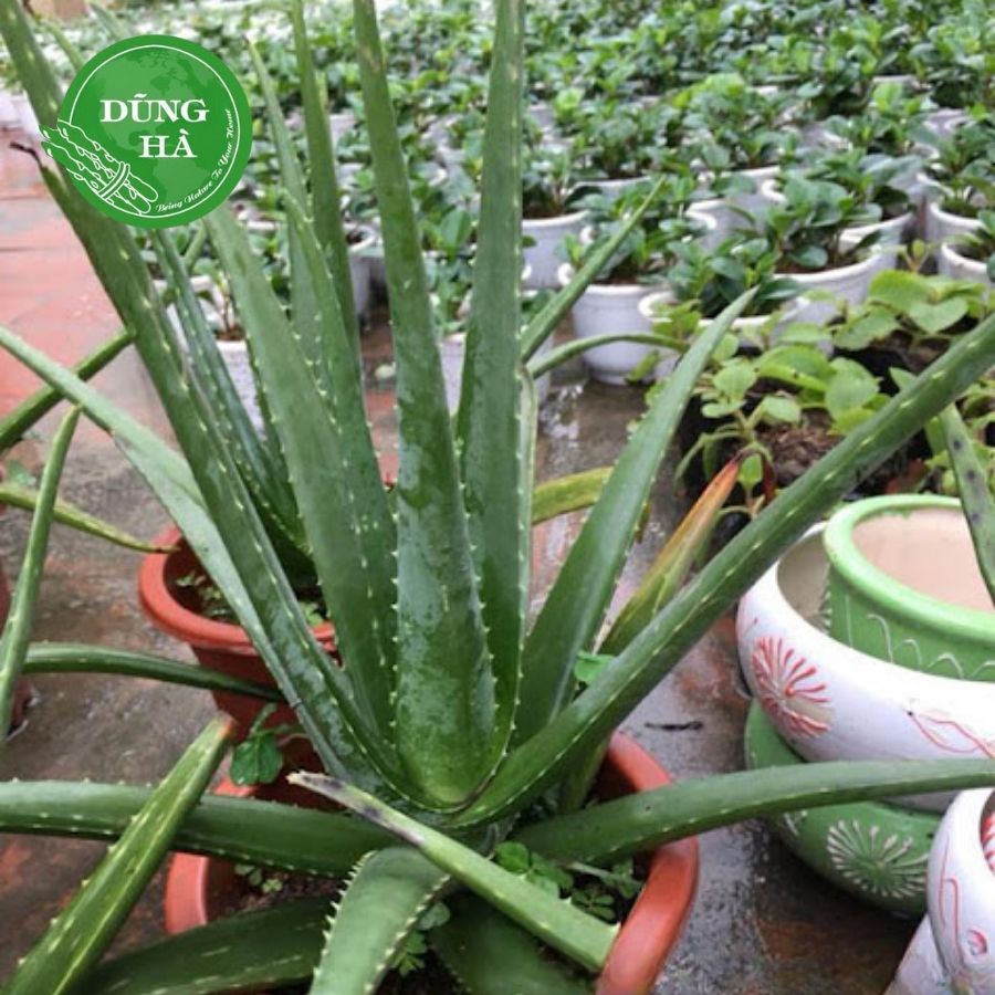 Nha đam tươi – Bí quyết làm đẹp và chăm sóc sức khỏe từ thiên nhiên