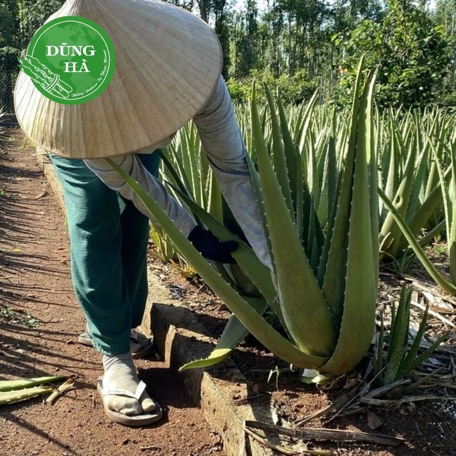 Nha đam tươi – Bí quyết làm đẹp và chăm sóc sức khỏe từ thiên nhiên