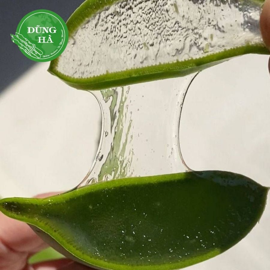 Nha đam tươi – Bí quyết làm đẹp và chăm sóc sức khỏe từ thiên nhiên