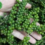 Cách ngâm hạt tiêu xanh giòn cay, thơm nồng để được lâu