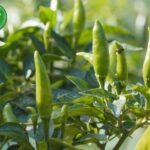 Cách trồng ớt xiêm xanh sai quả, cay thơm chuẩn vị miền Trung
