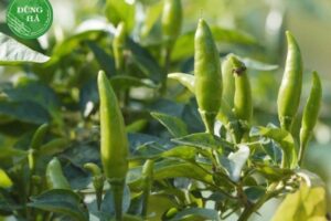 Cách trồng ớt xiêm xanh sai quả, cay thơm chuẩn vị miền Trung