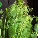 Cách trồng rau bò khai – Bí quyết trồng đặc sản rừng tại nhà năng suất cao