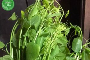 Cách trồng rau bò khai – Bí quyết trồng đặc sản rừng tại nhà năng suất cao