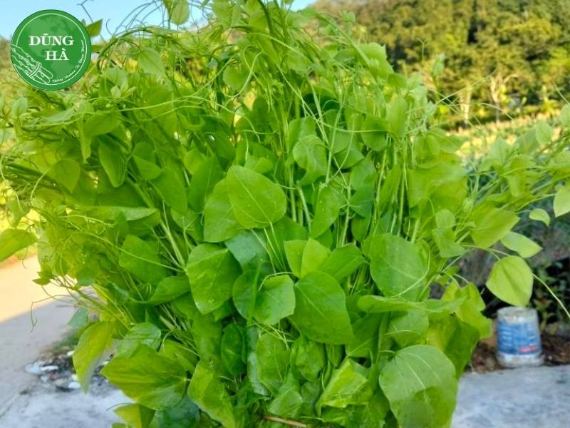 tac-dung-cua-rau-bo-khai