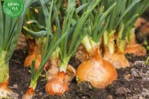 Cách trồng củ hành tây – Hướng dẫn chi tiết cho năng suất cao