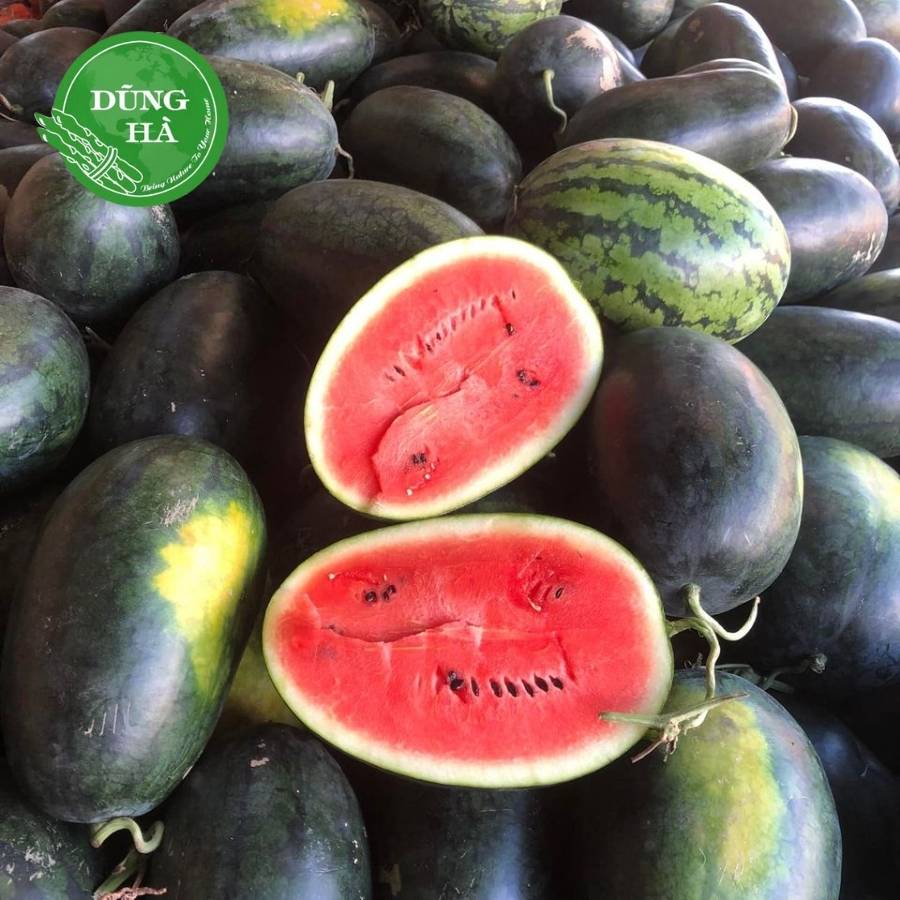 Dưa hấu sài gòn