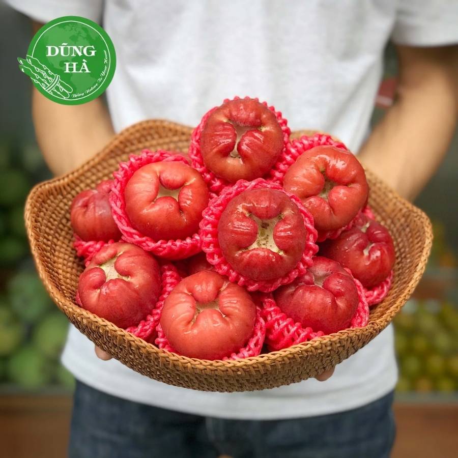 Roi đỏ an phước