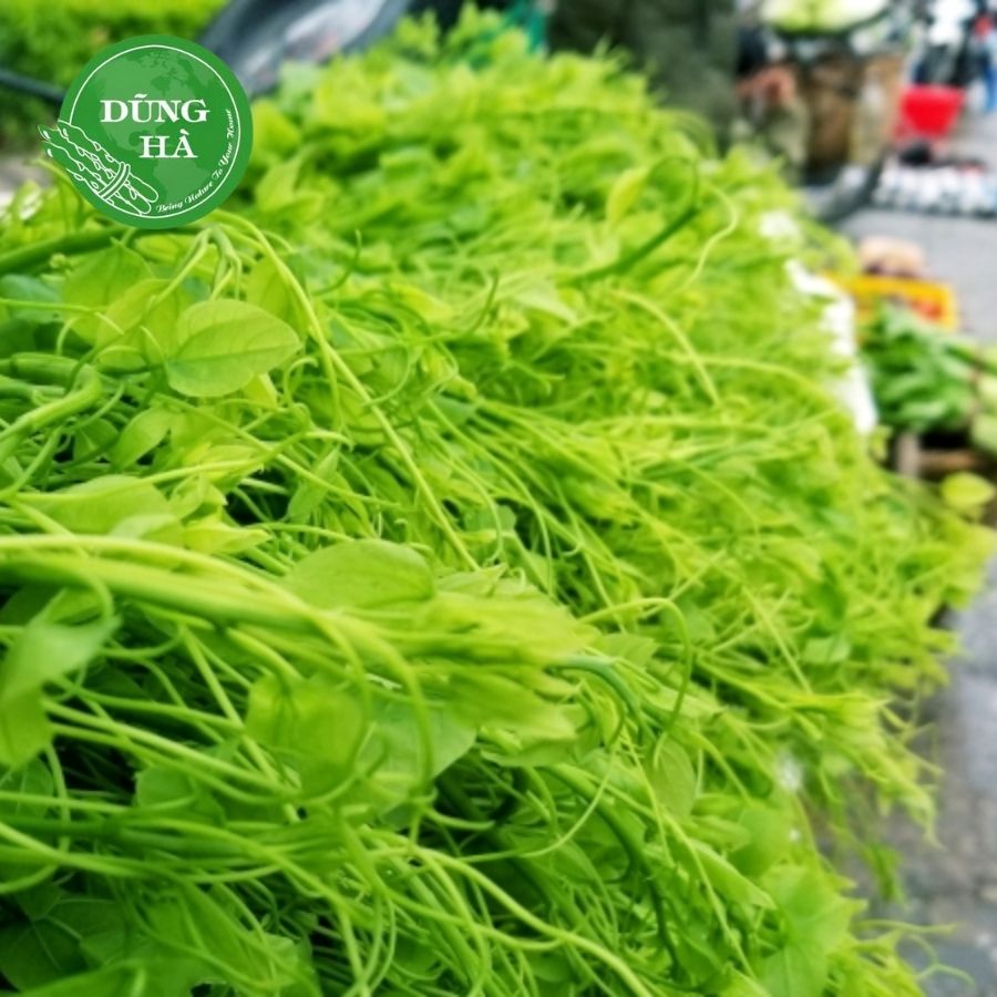 Rau bò khai – Món quà từ núi rừng, hương vị dân dã và công dụng tuyệt vời
