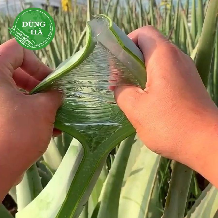 Nha đam tươi – Bí quyết làm đẹp và chăm sóc sức khỏe từ thiên nhiên