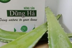 Nha đam tươi – Bí quyết làm đẹp và chăm sóc sức khỏe từ thiên nhiên