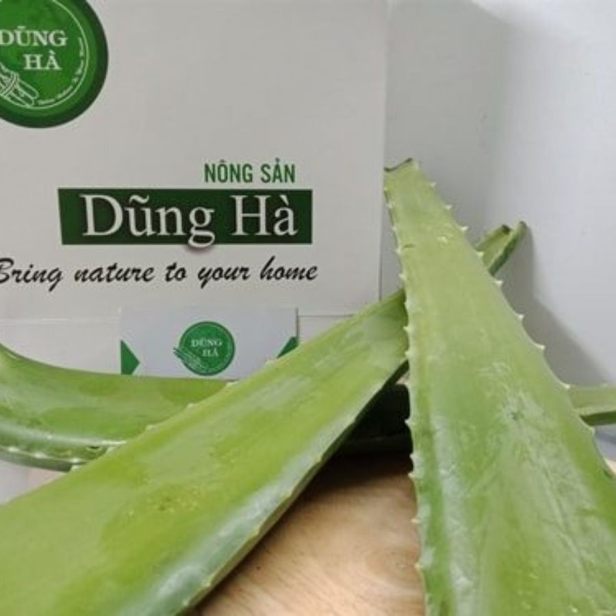 Nha đam tươi – Bí quyết làm đẹp và chăm sóc sức khỏe từ thiên nhiên