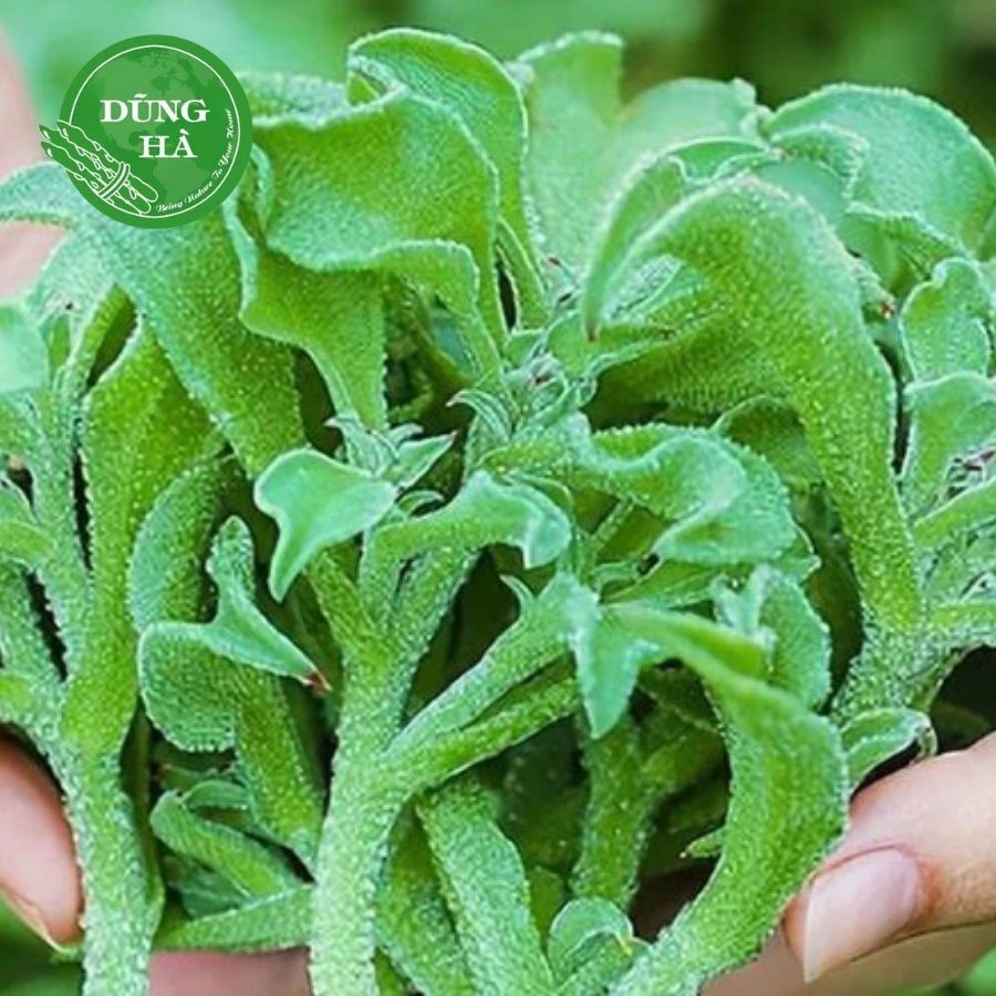 Rau bông tuyết – “Nữ hoàng rau sạch” từ thiên nhiên, tốt cho sức khỏe và sắc đẹp