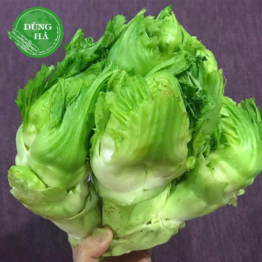 Rau Mầm Đá – Đặc Sản Núi Cao Giàu Dinh Dưỡng, Thanh Mát Tự Nhiên