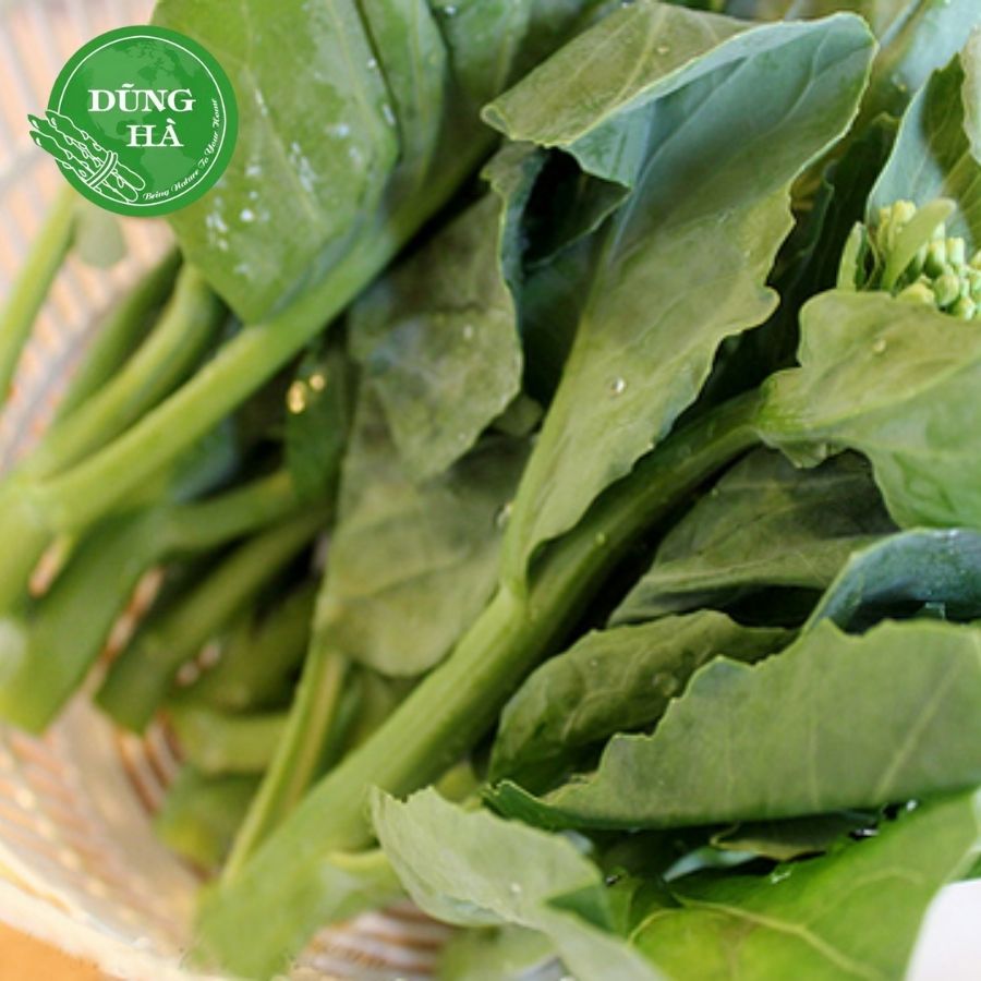 RAU CẢI LÀN LẠNG SƠN – ĐẶC SẢN VÙNG NÚI CAO, GIÒN NGỌT TỰ NHIÊN, ĐẬM HƯƠNG VỊ XỨ LẠNG