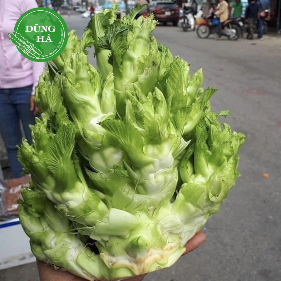 Rau Mầm Đá – Đặc Sản Núi Cao Giàu Dinh Dưỡng, Thanh Mát Tự Nhiên