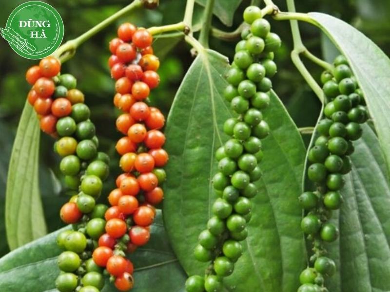 hat-tieu-xanh-nau-mon-gi